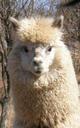 Kore's Cria