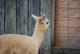 Kore's 2011 Female Cria