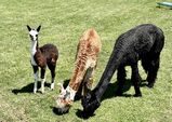 alpaca for sale