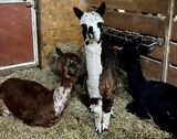 alpaca for sale