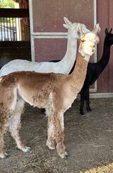 alpaca for sale