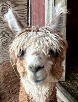 alpaca for sale