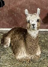 alpaca for sale