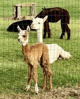 alpaca for sale