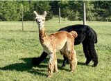 alpaca for sale