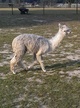 Cria - Marina - Yearling