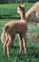 2017 Female Cria