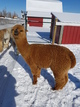 2016 Female Cria