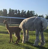 alpaca for sale