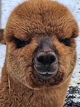 alpaca for sale