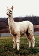 Radiance as a cria