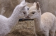 Izzy as a cria (on the left) with his aunt Dream