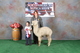 Izzy and Lannie at the 2013 North American with their ribbon in Sub-Jr Handler