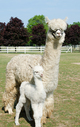 Alice Spring and 2012 cria Ariel