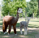 With 2012 Cria Magnificent Monte