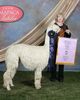 alpaca for sale