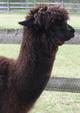 Sire Peruvian Captain Black