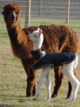 Cerrie and male cria (2010)