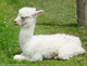 White female cria - June 24th