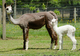 Misty Rose and 2013 female cria