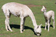 Aurora and 2011 cria