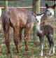 2007 Cria at Side