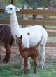 First Cria at Side