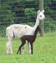 Just born 2010 cria, 23lbs.