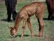 2011 cria STAR