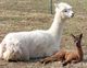 With Cria Lady Guinevere 