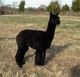 1999 AOBA Composite [1st conformation/3rd fleece] JERICHO de Chuchuta: great grandsire