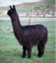 4Peruvian MAGNIFICO: paternal great grandsire.