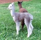 ALEXANDRIA's handsome ARCHIMEDES offspring.  Beautiful fleece and conformation!