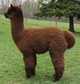 Sire: ARCHIMEDES Crusader de LaCroix: indefinite brown fleece.