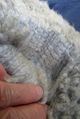 ALEXZANDER's fleece: September, 2017.  A very soft, bright SILVER with excellent amplitude & crimp.