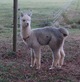 ARCHIMEDES' offspring, ALEXZANDER!  Beautiful Silver GREY fleece. SEE his page.