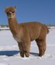 AVA's award-winning, paternal grandsire, Alpaca Venture's Magic's Peruvian RAMBO.