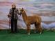 DANTE wins 2nd place at the Buckeye Alpaca Show! [Genine Bednarski, owner]