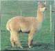 PPeruvian ACCOYO CAMILIO: Ekaterina's paternal grandsire. [Pacific Crest Alpacas internet archive.]