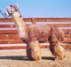 EQUINOX ETERNIX: Ekaterina's sire. [Diamond Triple C Ranch internet archive.]  