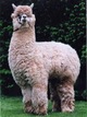 JOSEPHINE's full Peruvian sire, the magnificent 6Peruvian ROMANTICO!