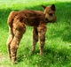 MARS at one-month old with his cria tips shorn.