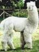 CANADIAN Acero Marka's ROCKAMUNDO, 13.6 micron great, great grandsire.