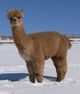 McFARLAND's award-winning, paternal grandsire, Magic's Peruvian RAMBO. [Alpaca Ventures internet arc