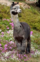 McFARLAND's maternal great grandsire, Snowmass Peruvian CASANOVA. [Snowmass Alpacas internet archive