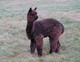 2014 OCTOBER: McFARLAND.  A bit shaggy after his tips were shorn.  So sorry!