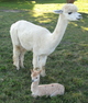 Newborn Napoleanna with her dam, Jacqueline - August 2010