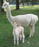 Two-day old Napoleanna with her dam, Jacqueline - August 2010.  The flies really bothered her eyes!