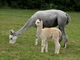 NAPOLEON's son, PHILLLIPPE [light ROSE GREY fiber] with his dam, PRIMERA.