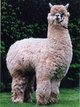 ROMANTICO, 6Peruvian: NAPOLEON's sire.